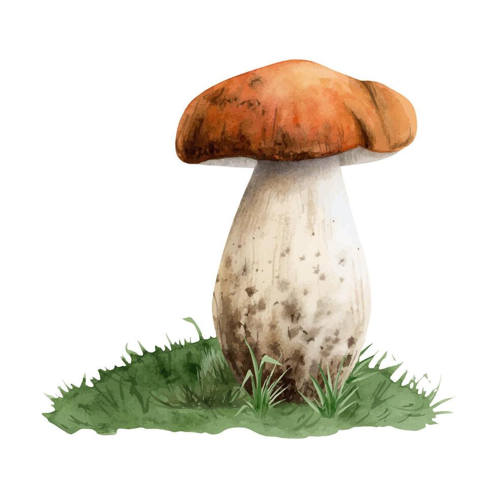 Boletus mushroom growing in green grass watercolor illustration. Forest fall edible fungus plant vector