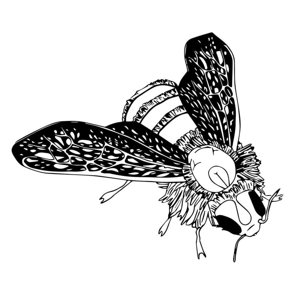 Bee in doodle style drawn realistically by hand. illustration isolated on white background. vector