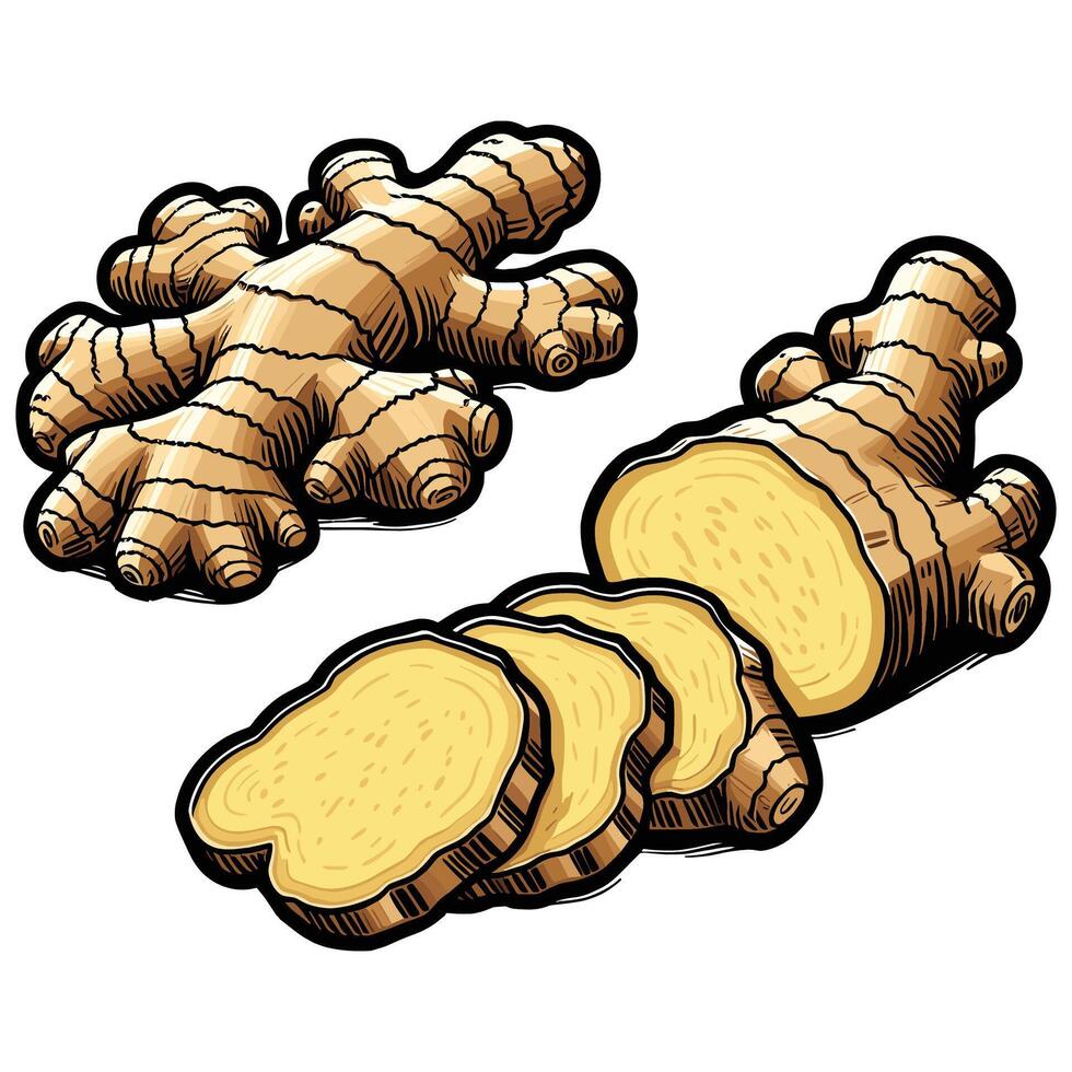 Fresh Ginger Root and Sliced Ginger Illustration for Cooking and Herbal Medicine vector