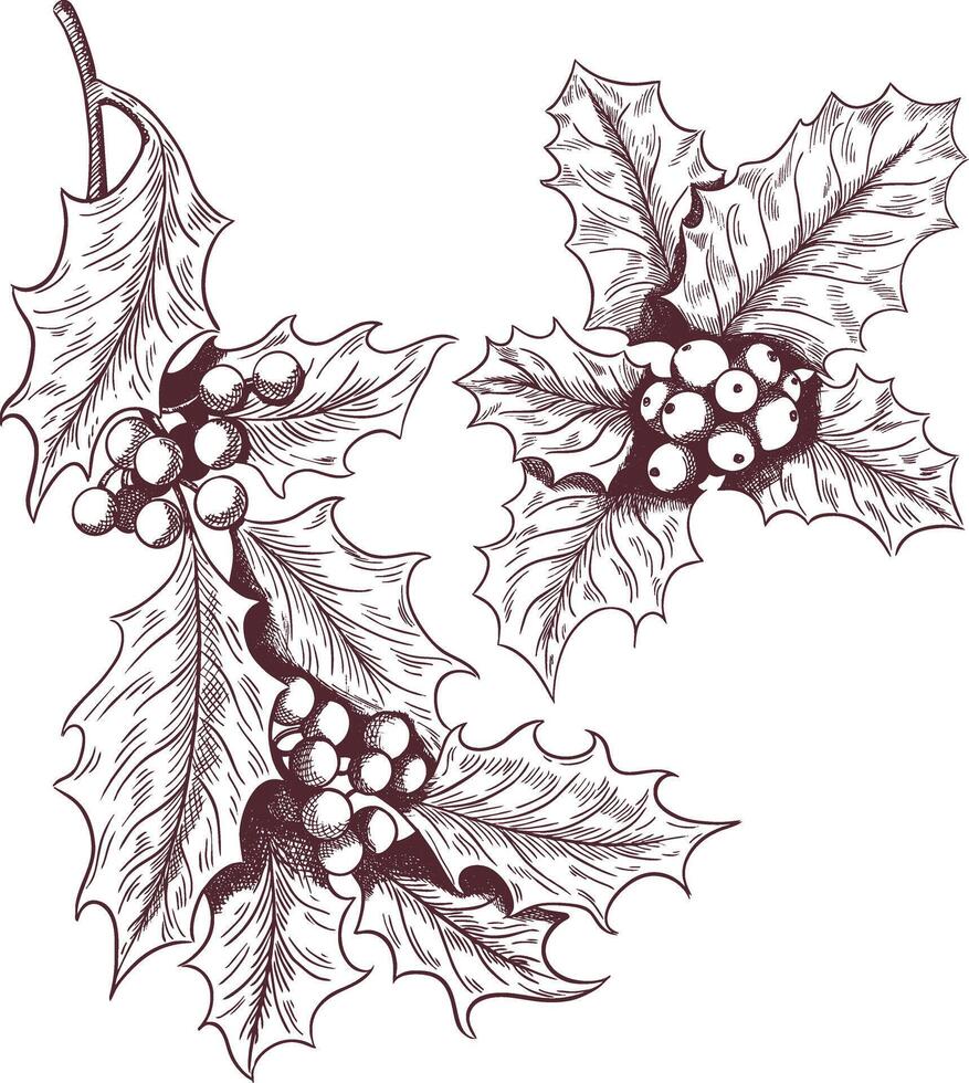 A sketch of a holly with berries for the New Year vector