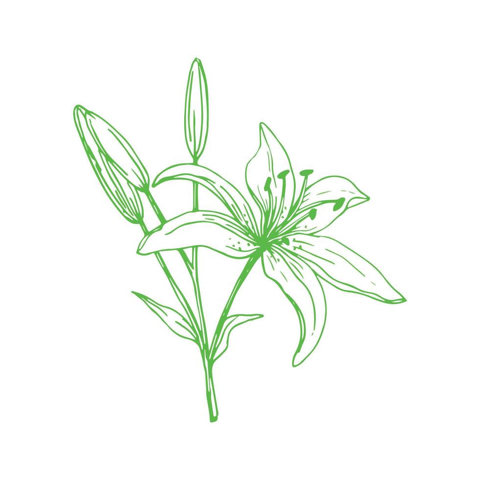 Lily Flower Outline Drawn Design Simple Flower vector