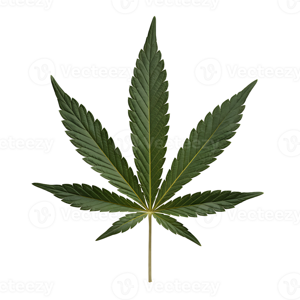 single cannabis leaf on transparent background png