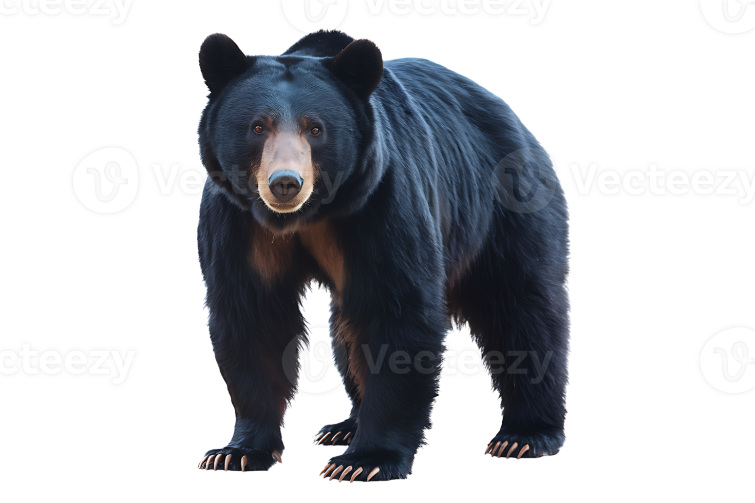 black bear stands on transparent background png