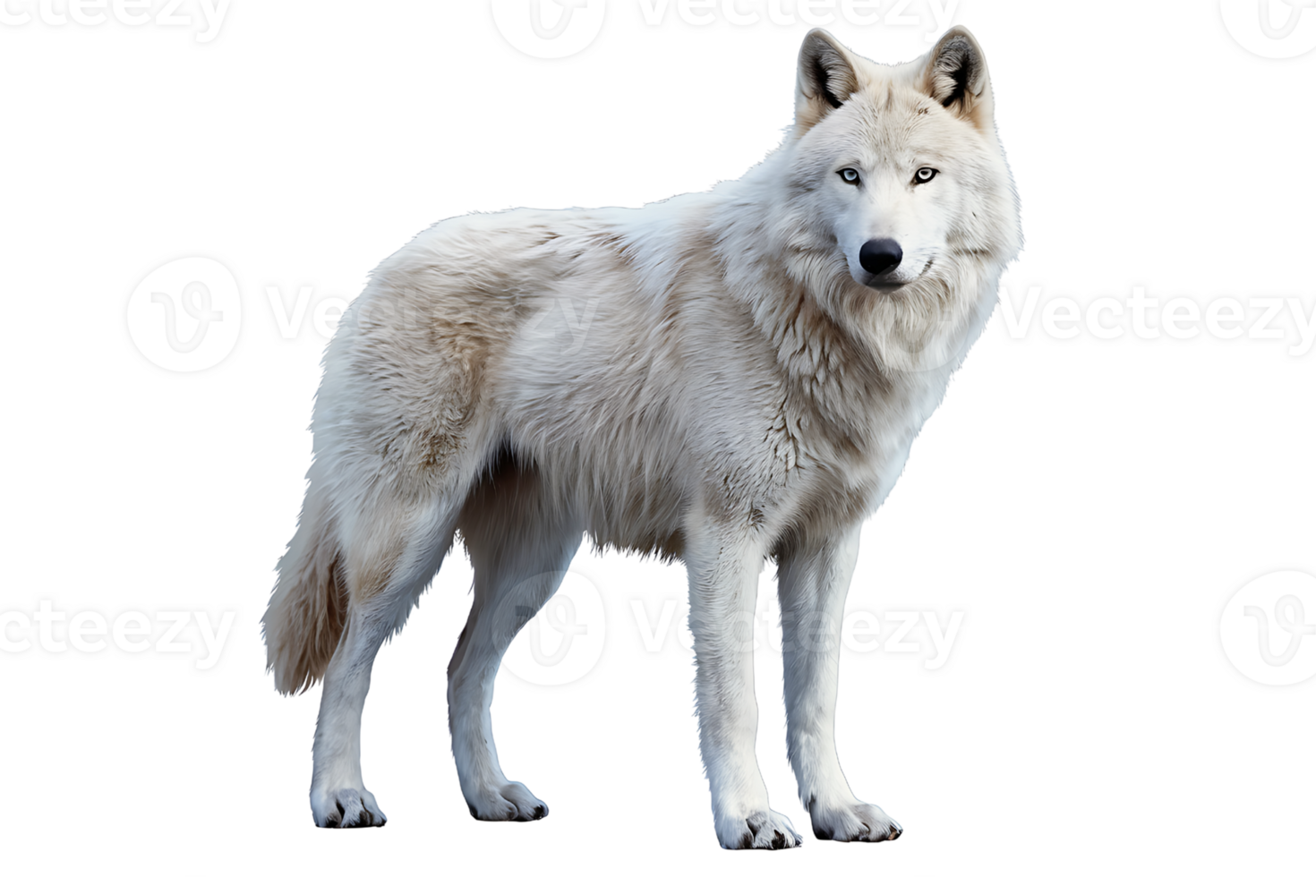 white wolf stands with a watchful gaze on transparent background png