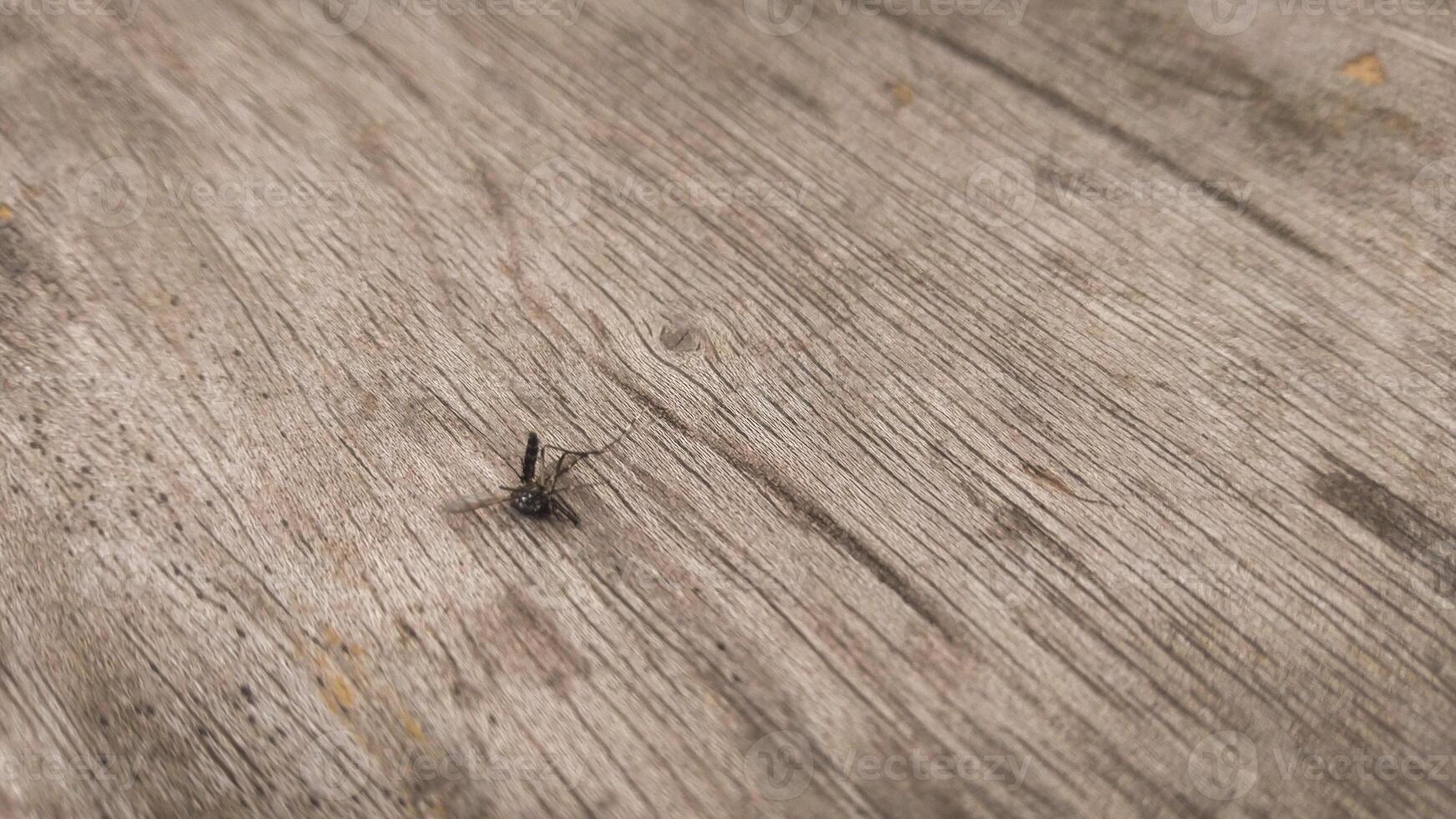 A dead mosquito lying on a wooden surface, with delicate details of the wood grain visible. The earthy tones of the wood create a natural, rustic background. photo