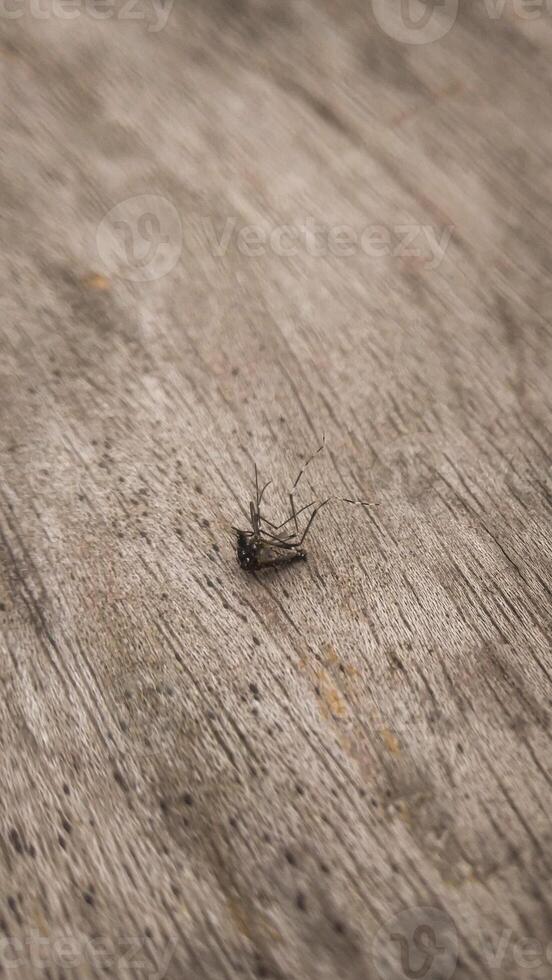 A dead mosquito lying on a wooden surface, with delicate details of the wood grain visible. The earthy tones of the wood create a natural, rustic background. photo
