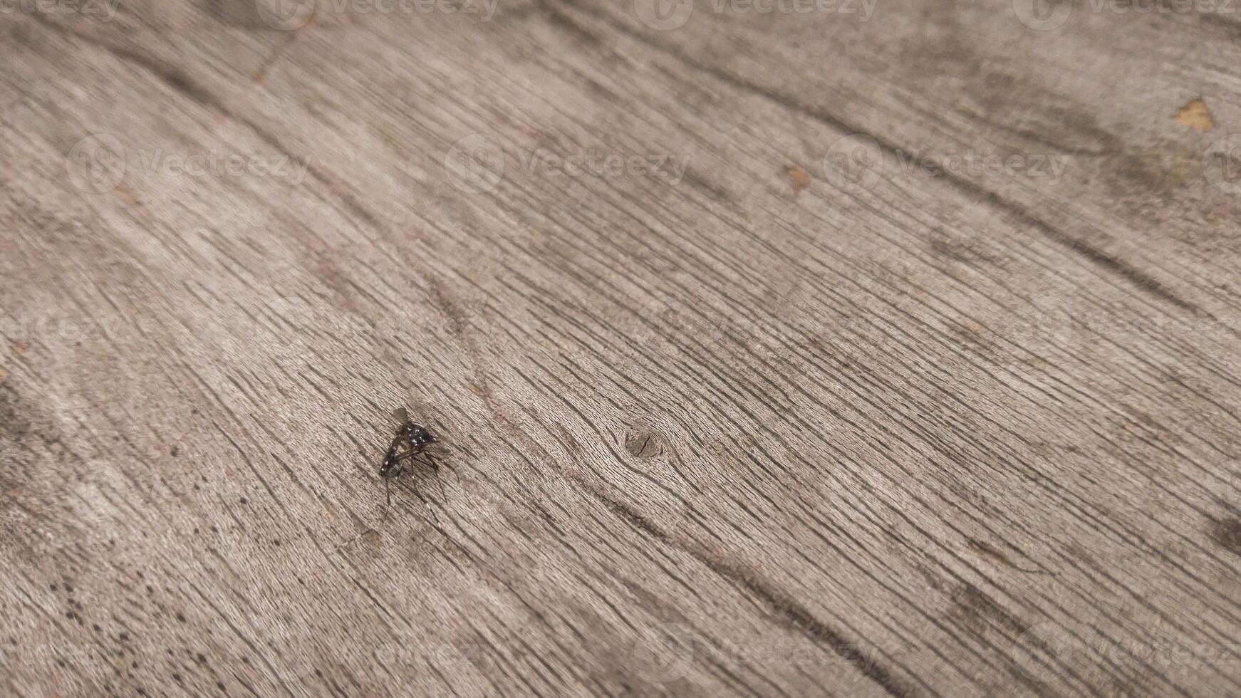 A dead mosquito lying on a wooden surface, with delicate details of the wood grain visible. The earthy tones of the wood create a natural, rustic background. photo