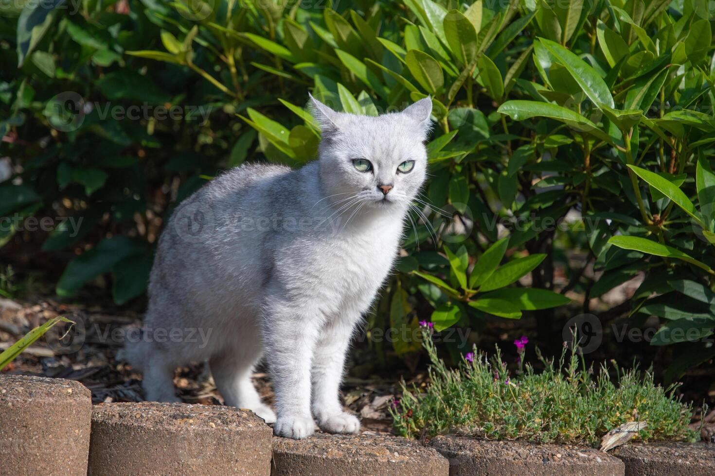 naughty light gray scottish kitten standing on flowerbed, looking sideways at owner with sly expression on face concept of free range pets in garden, photo