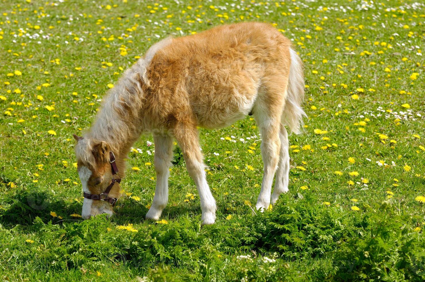 Horse foal is eating grass photo