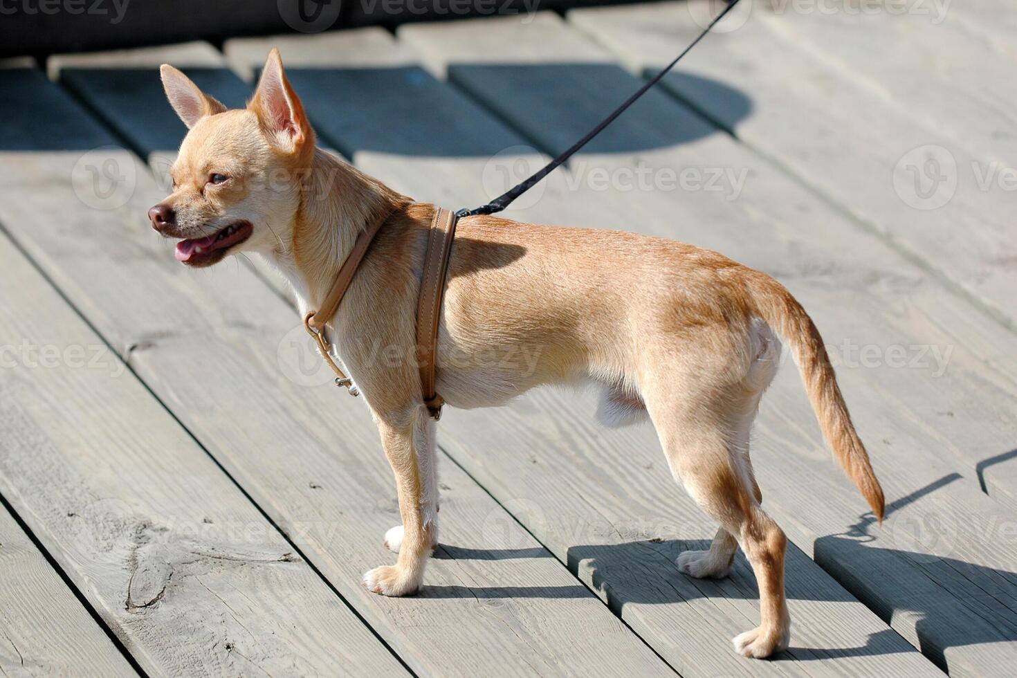 Chihuahua dog is standing photo