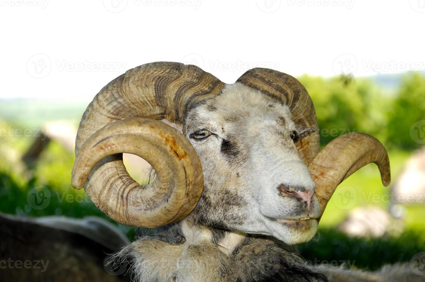 Goat with big horns photo