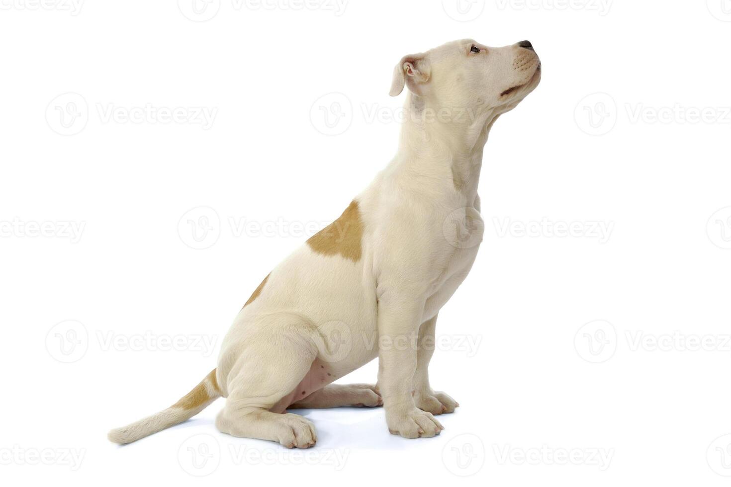 Sweet sad puppy dog photo