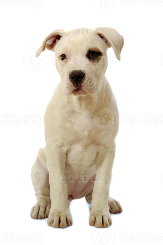 Swweet puppy dog photo