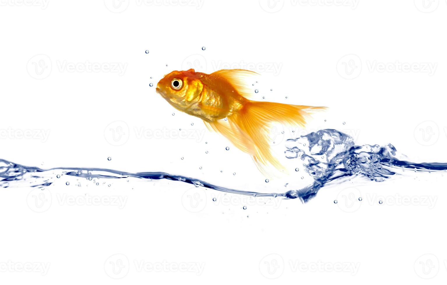 Gold fish jumping photo