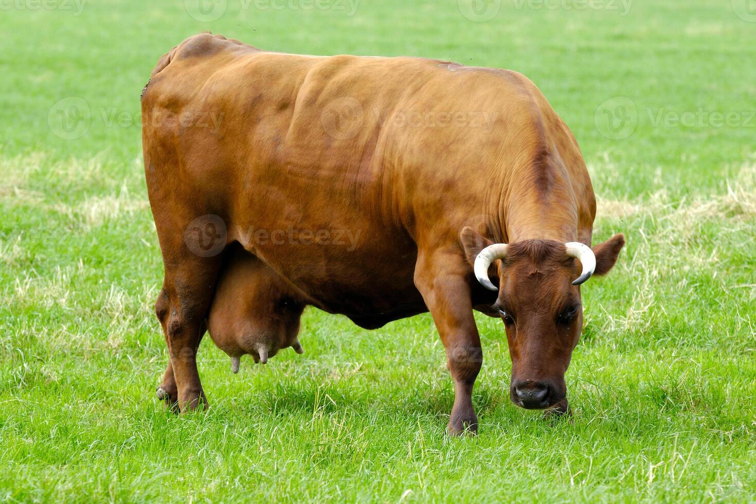 Cow on green grass photo