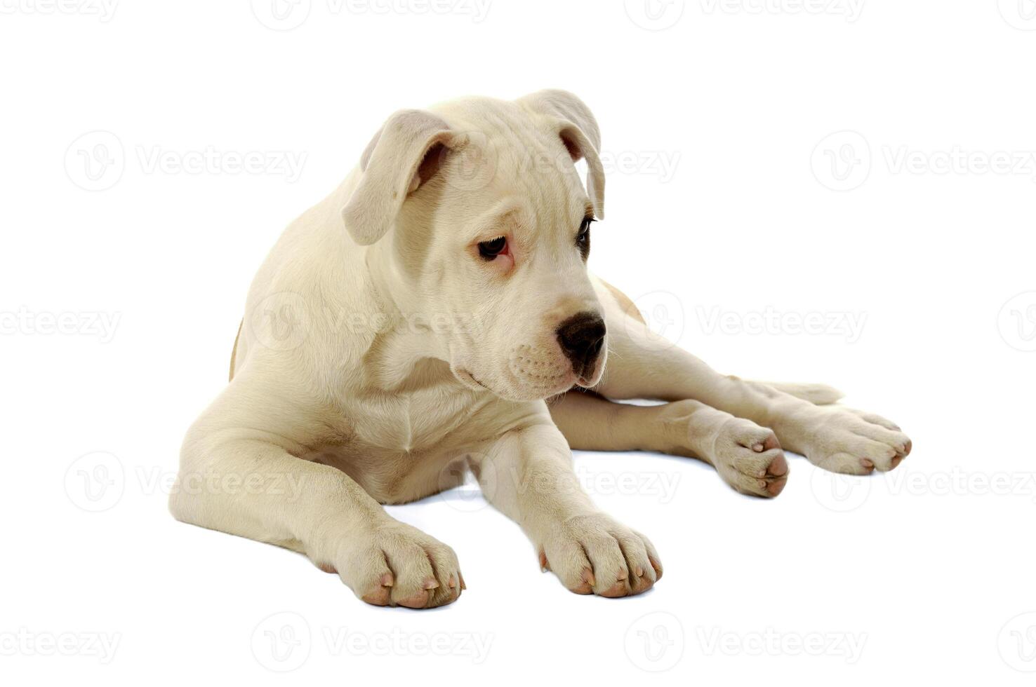 Sad puppy dog photo