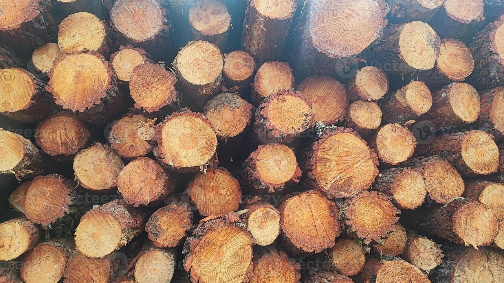 Firewood stacked in a row on the background of the forest. Concept of logging, economic crisis photo