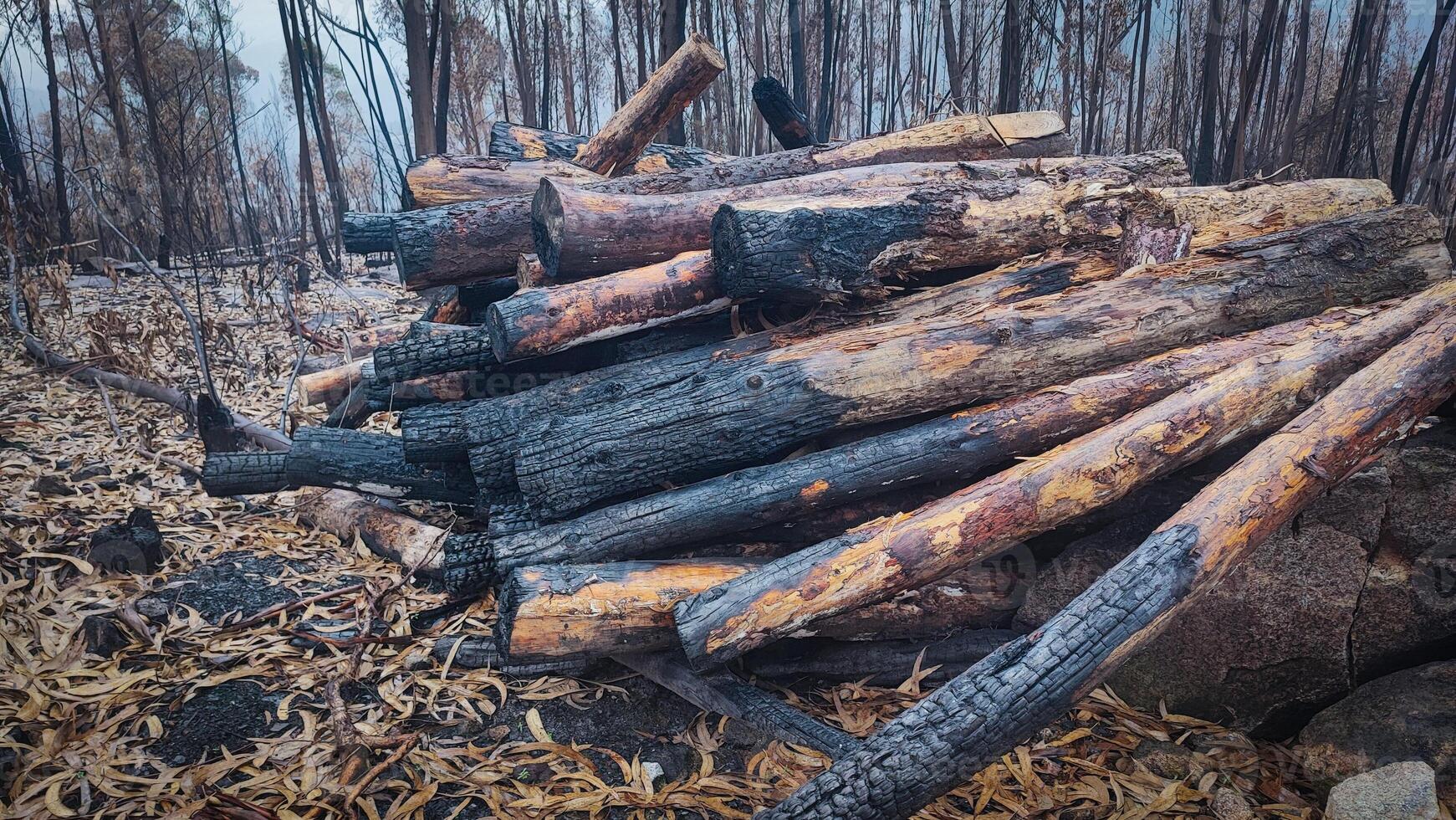 Burnt black firewood in the forest after a fire. Concept of using firewood after fires photo