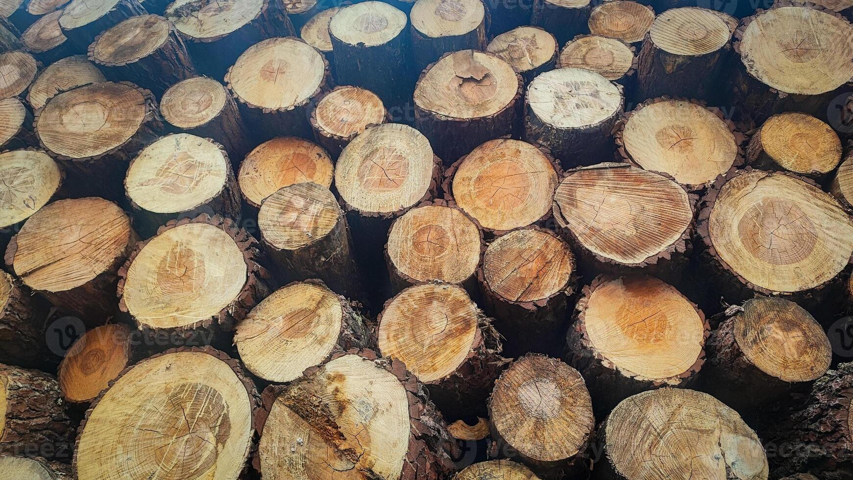 Firewood stacked in a row on the background of the forest. Concept of logging, economic crisis photo