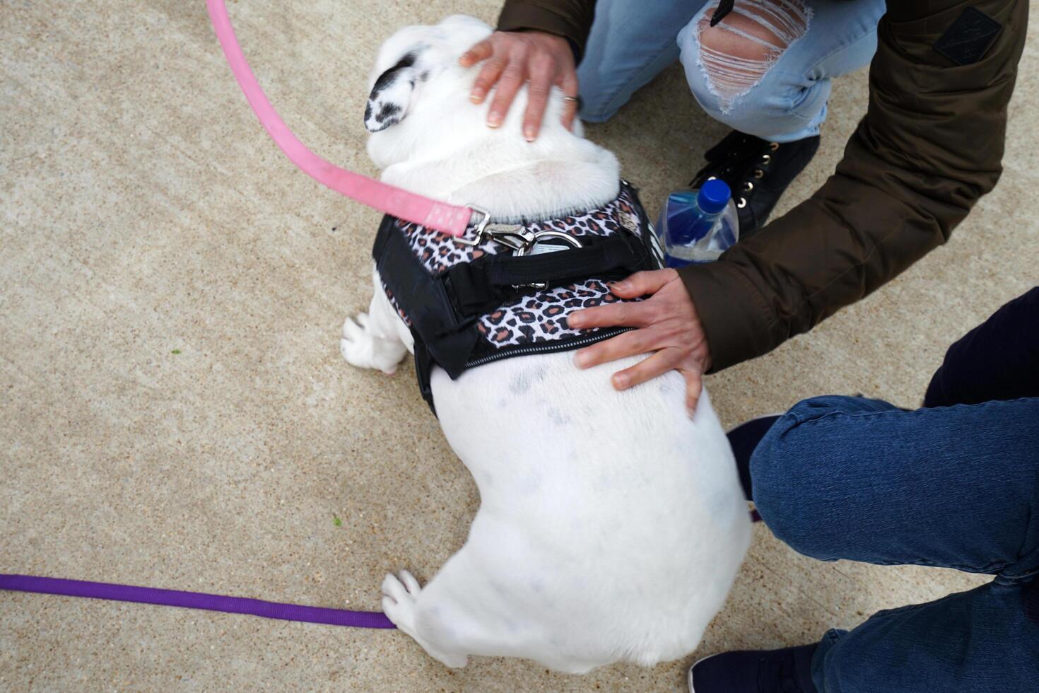 Tied English Bulldog in green public park photo