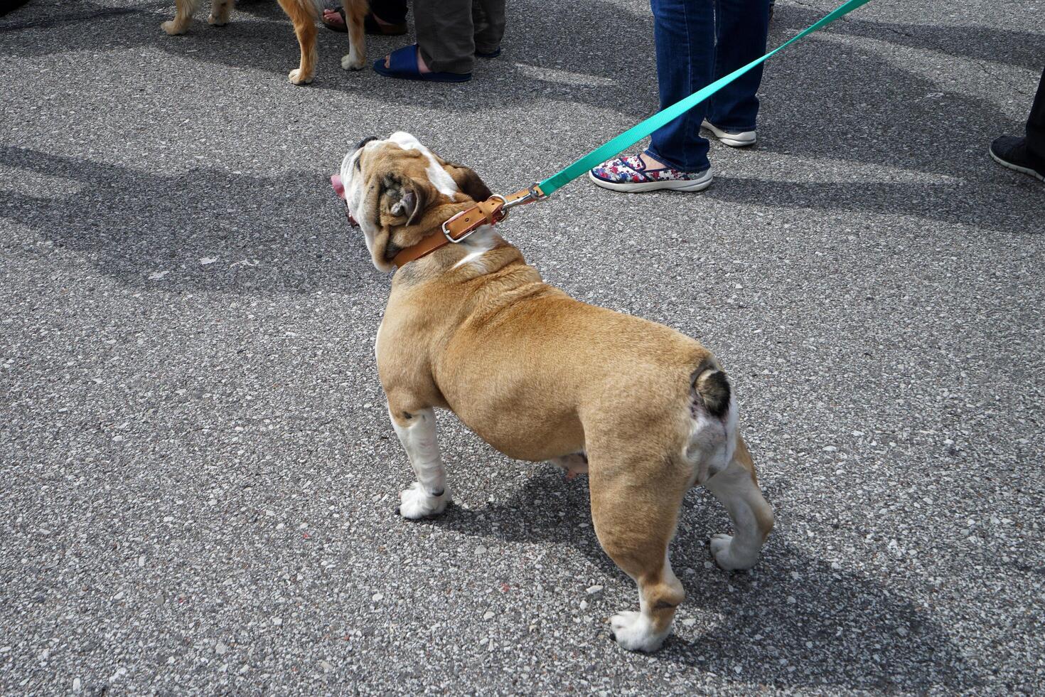 Tied English Bulldog in green public park photo