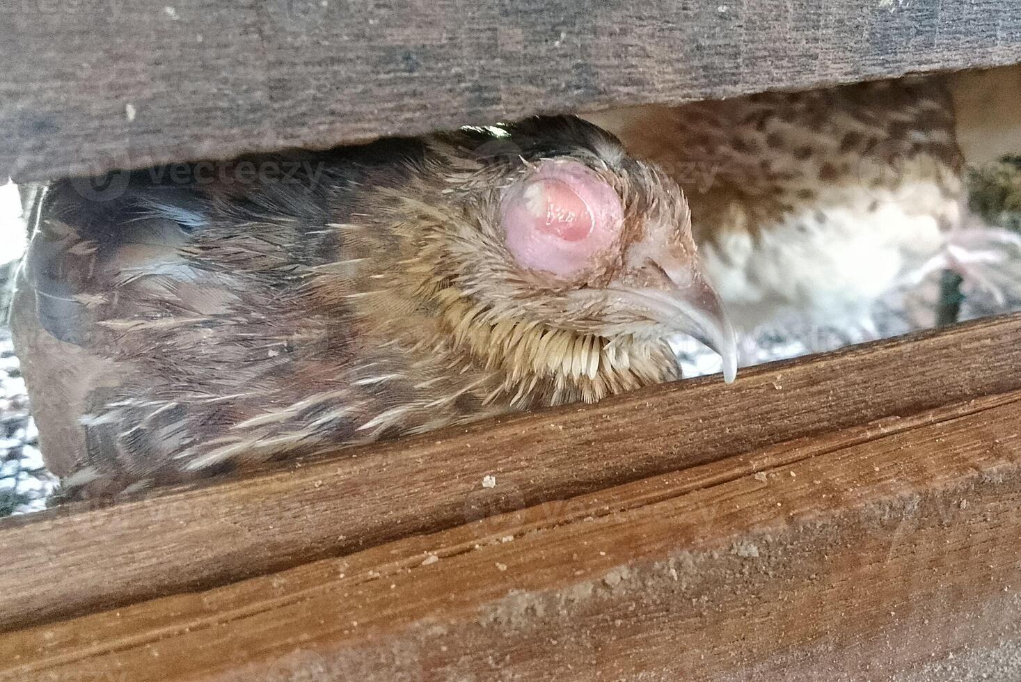 A brown and white chicken peeking out from a wooden box photo