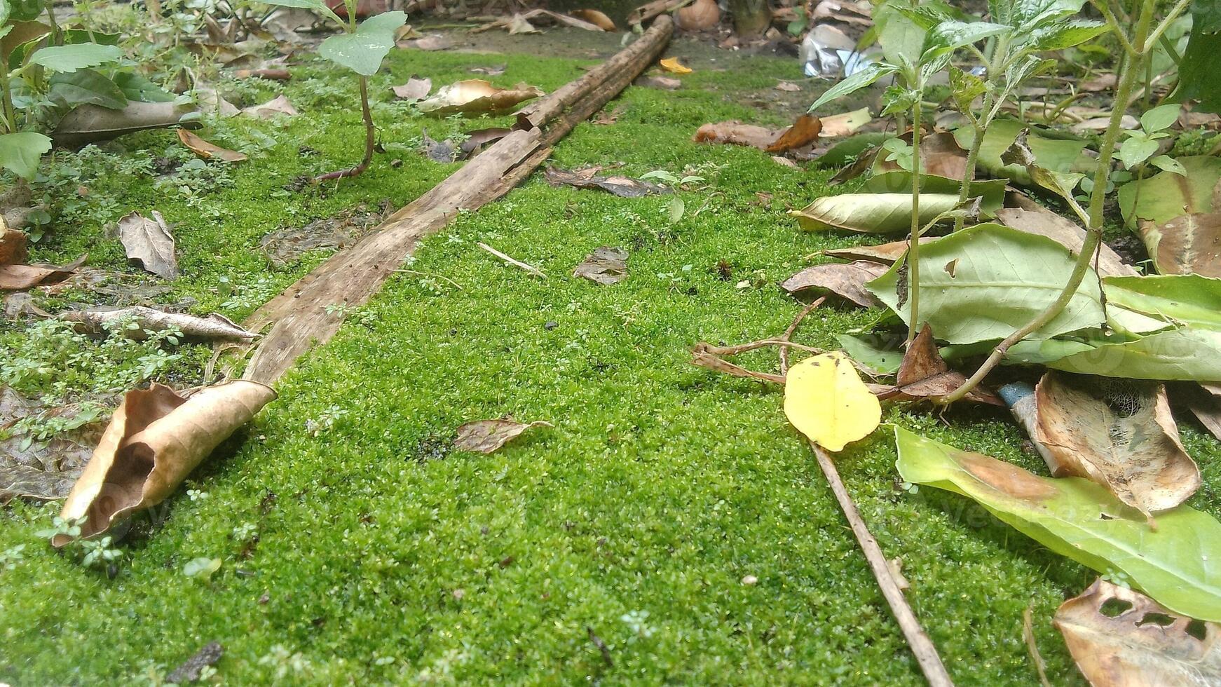 A moss covered area with leaves and sticks photo