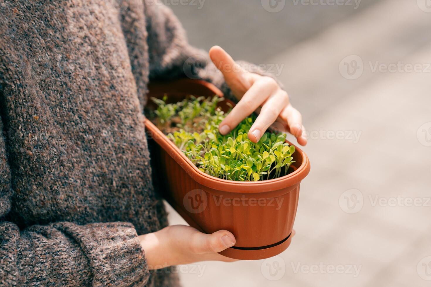 Close-up of fresh microgreens and a boy's hand in natural light photo