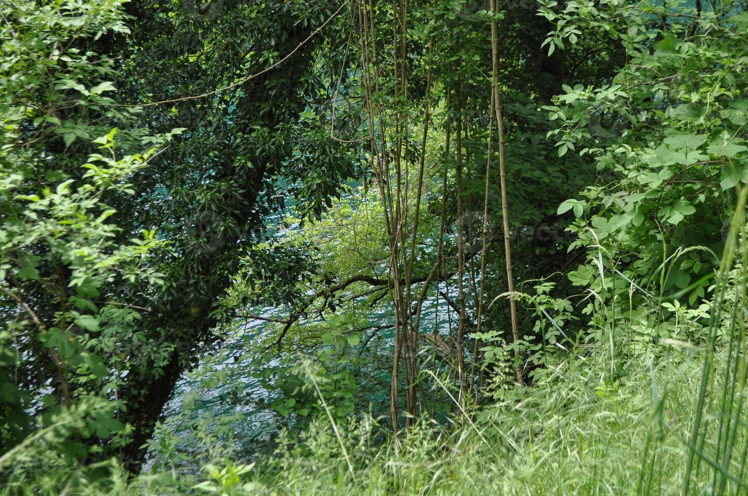trees natural background photo