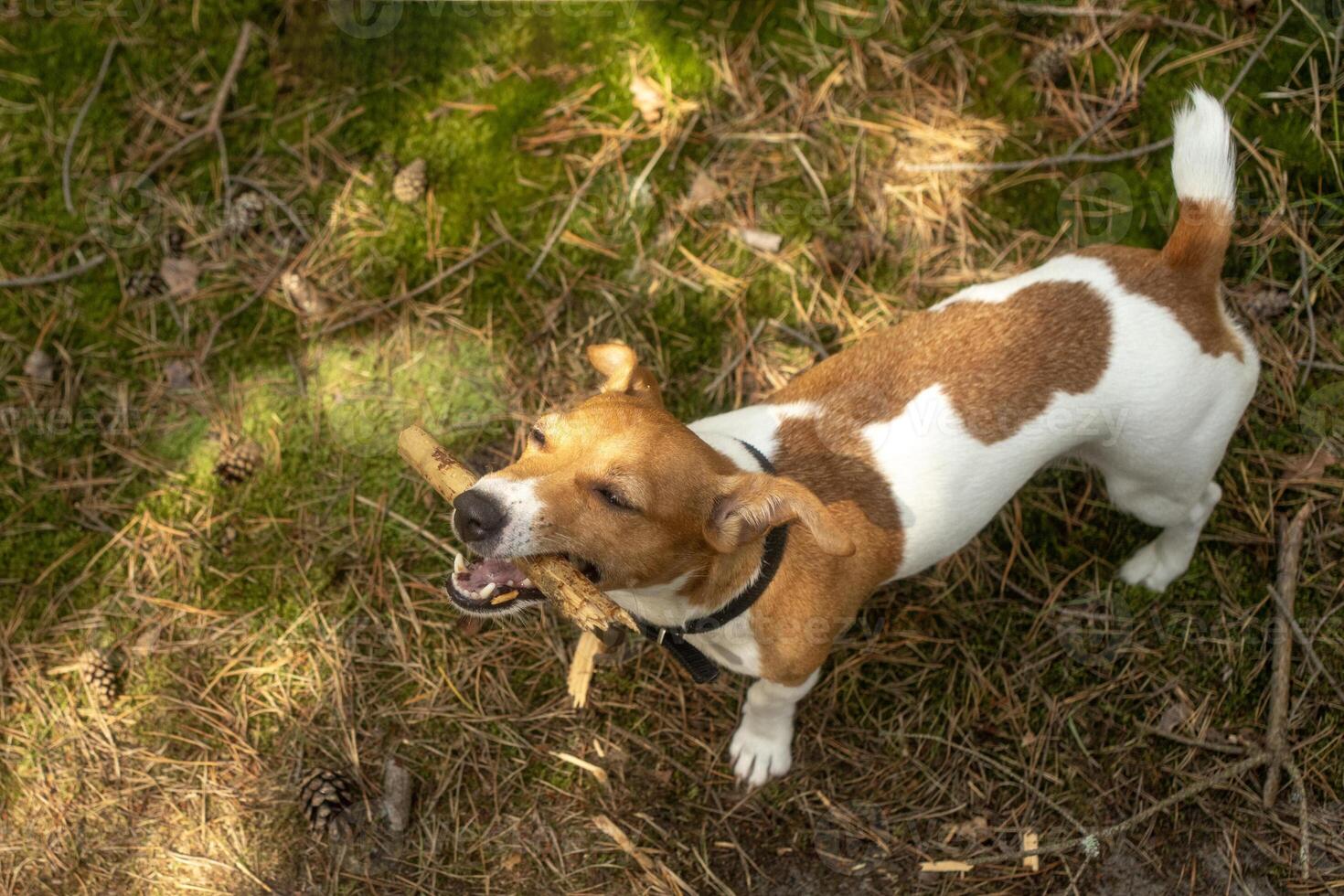 Funny pet jack russel terier dog playing with wooden stick, tree branch. Happy pet walking, running in the forest photo