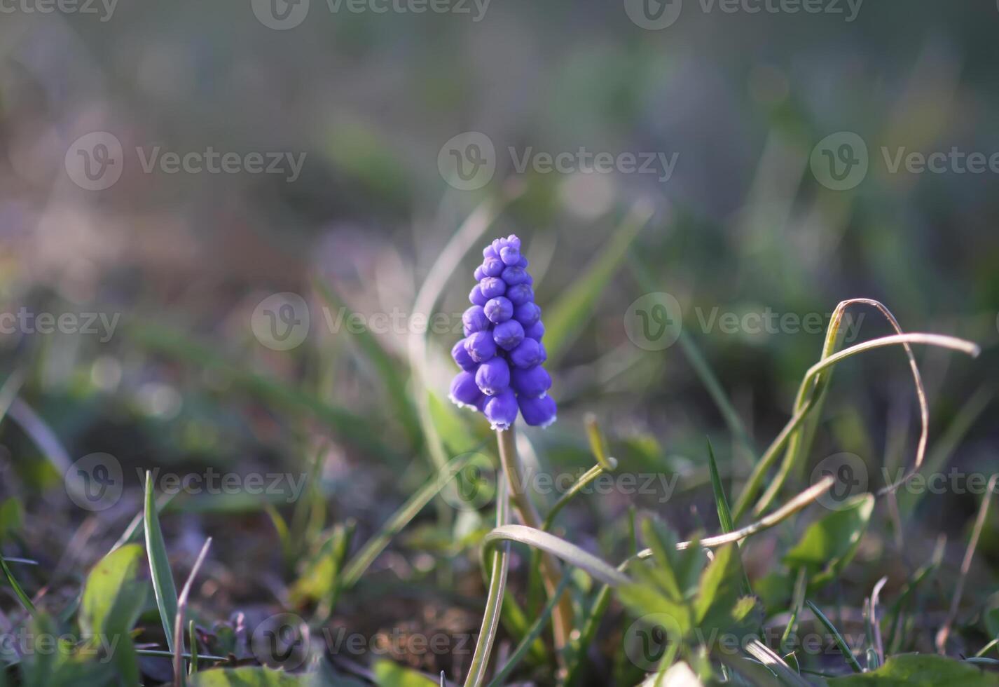 Bell-shaped blue flowers of Muscari armeniacum plant, or grape-hyacinth. photo