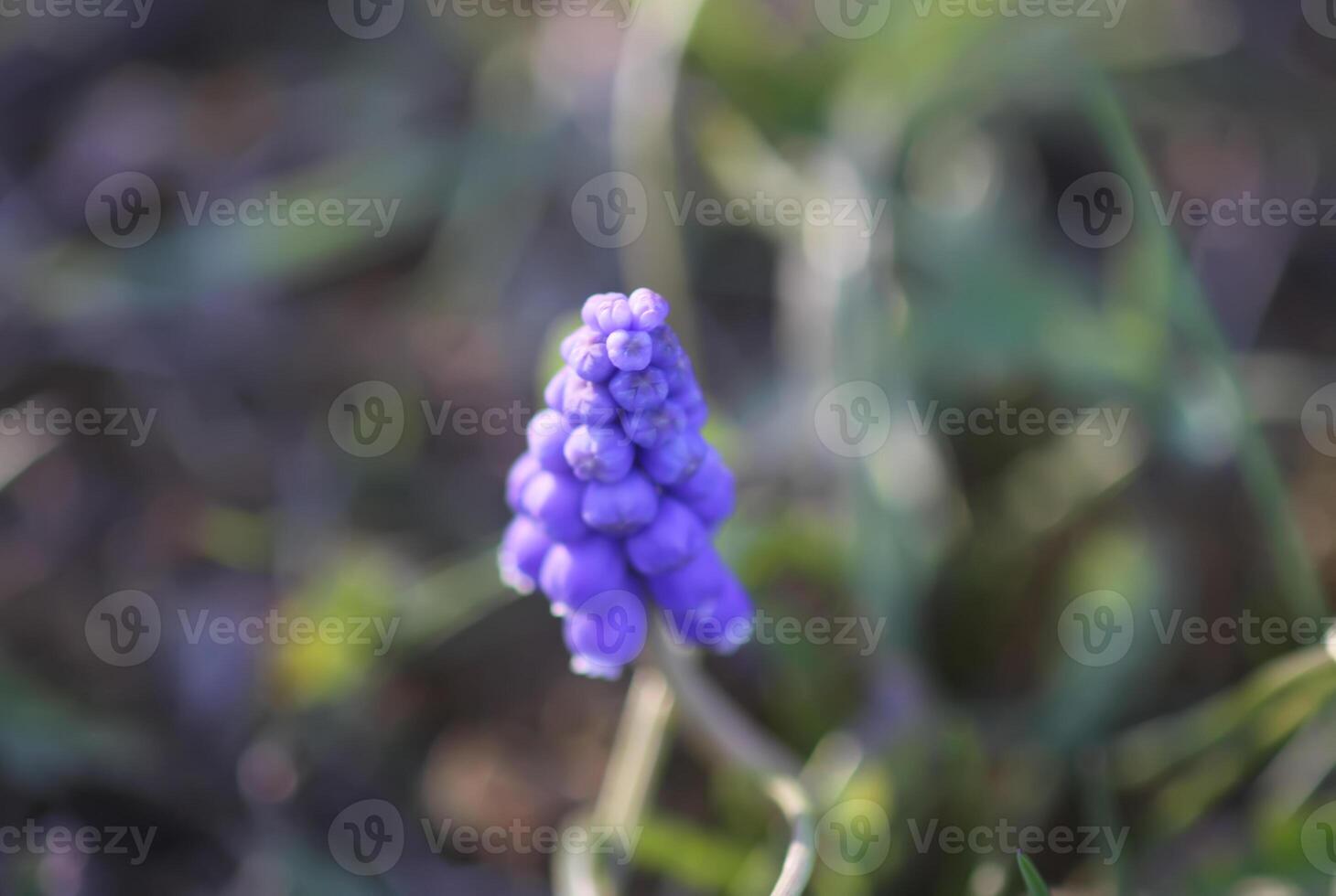 Bell-shaped blue flowers of Muscari armeniacum plant, or grape-hyacinth. photo