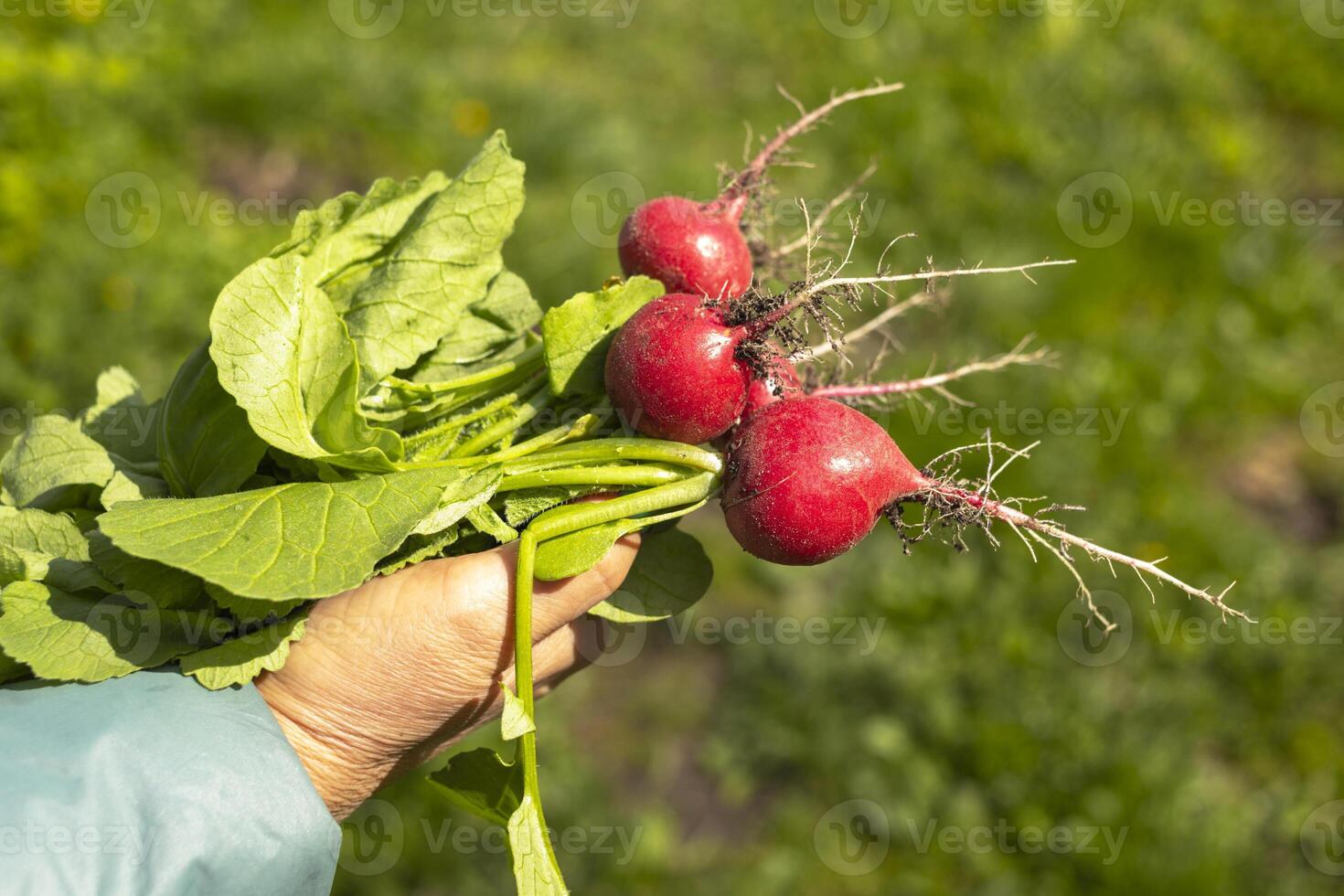 Woman is holding in her hands the new freshly harvested first crop of radishes from greenhouse. Concept of growing healthy organic vegetables, hobby. photo