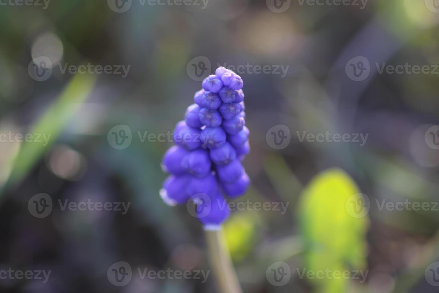 Bell-shaped blue flowers of Muscari armeniacum plant, or grape-hyacinth. photo