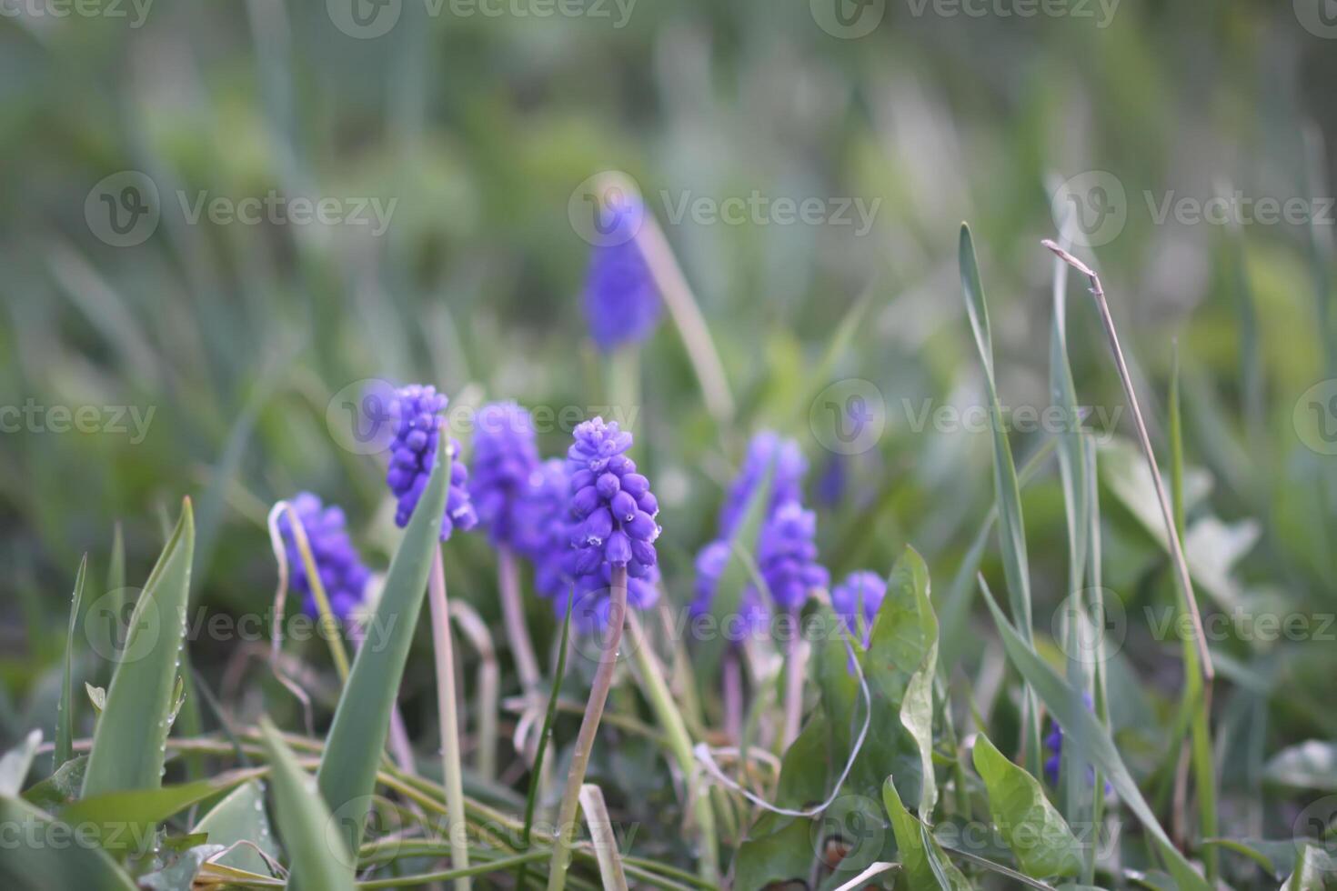 Bell-shaped blue flowers of Muscari armeniacum plant, or grape-hyacinth. photo