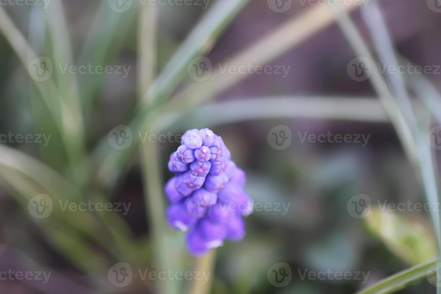 Bell-shaped blue flowers of Muscari armeniacum plant, or grape-hyacinth. photo