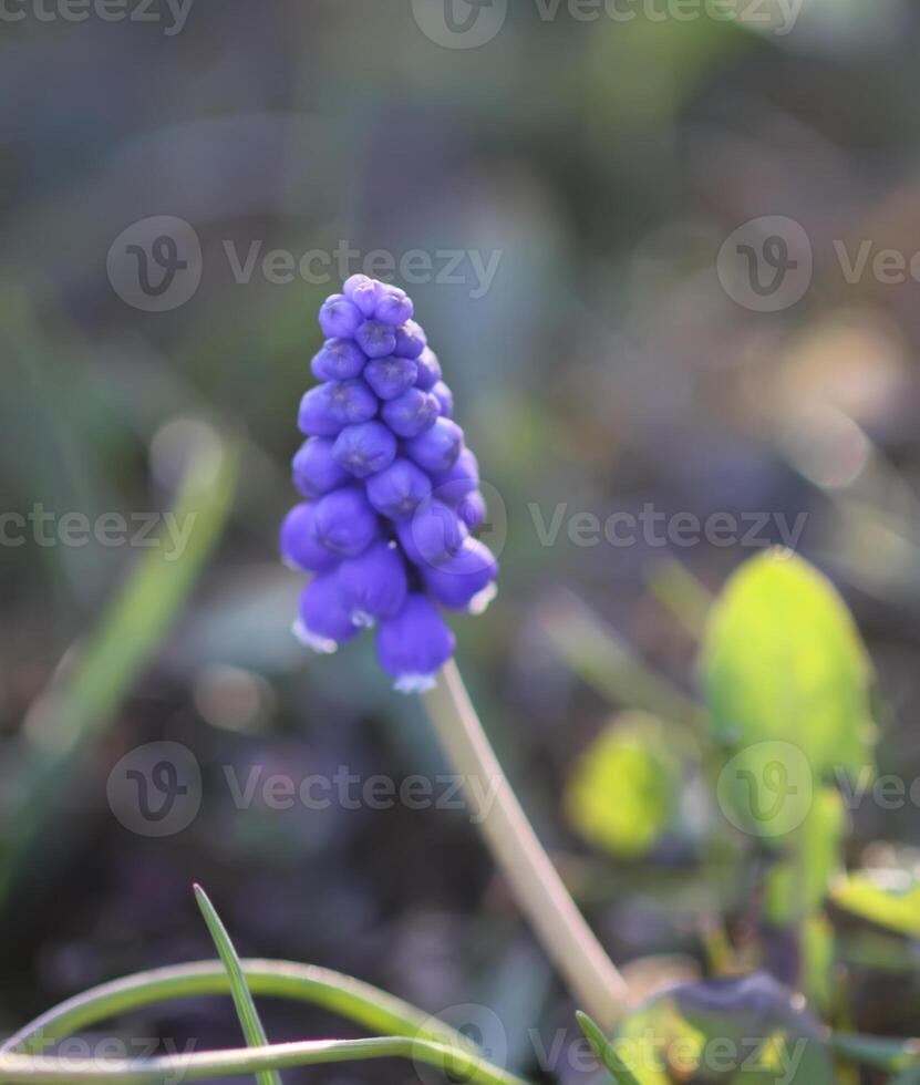 Bell-shaped blue flowers of Muscari armeniacum plant, or grape-hyacinth. photo