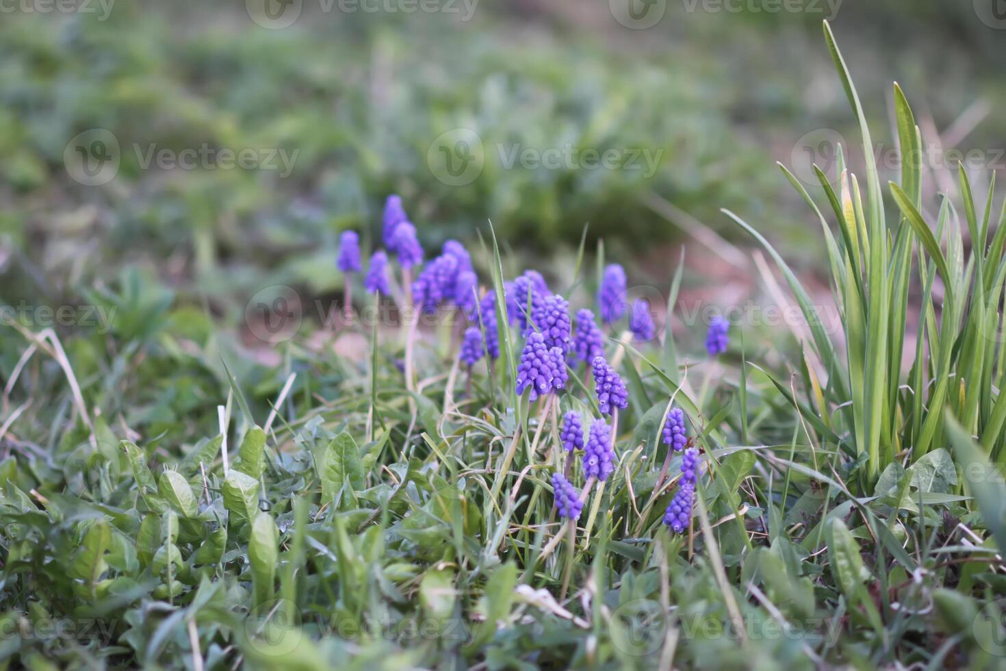Bell-shaped blue flowers of Muscari armeniacum plant, or grape-hyacinth. photo