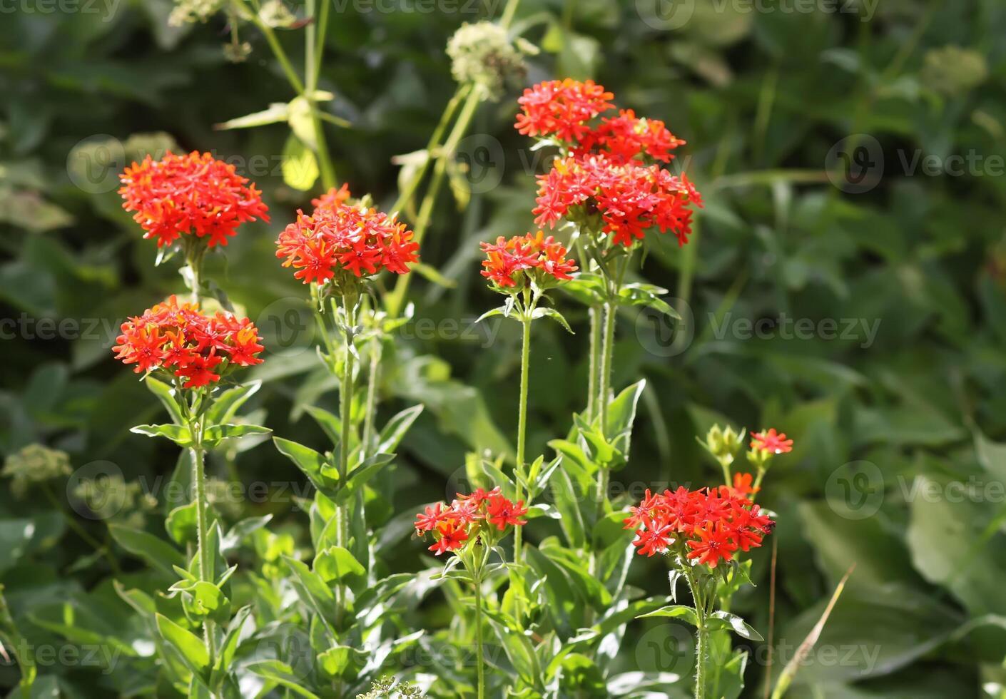 Red Lychnis chalcedonica plants in a flowering season in the garden. photo