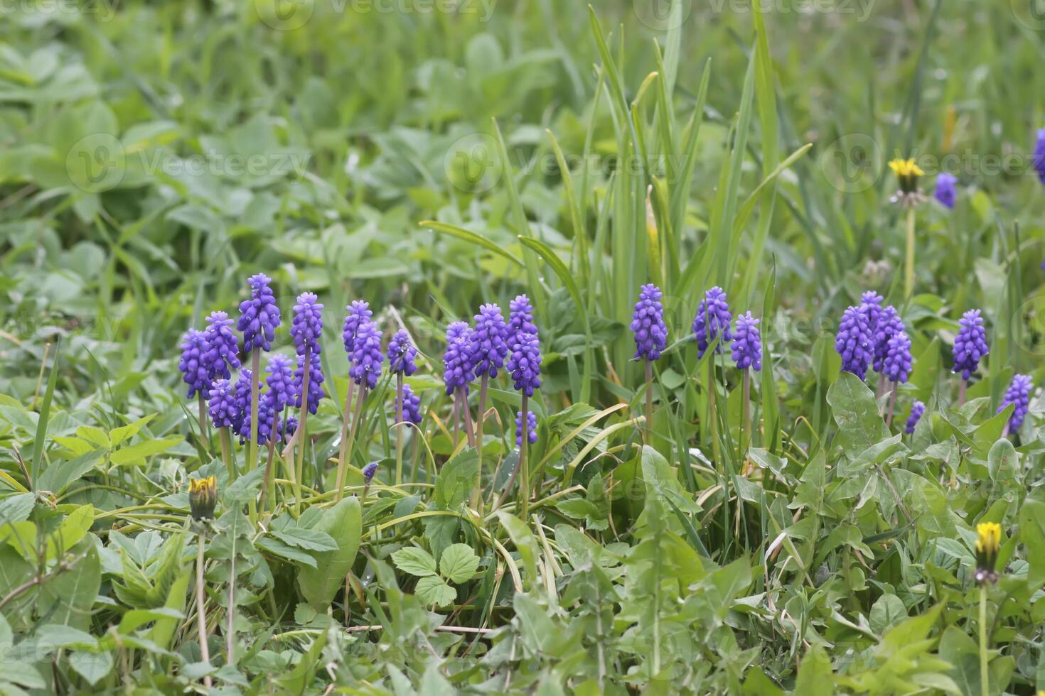 Bell-shaped blue flowers of Muscari armeniacum plant, or grape-hyacinth. photo