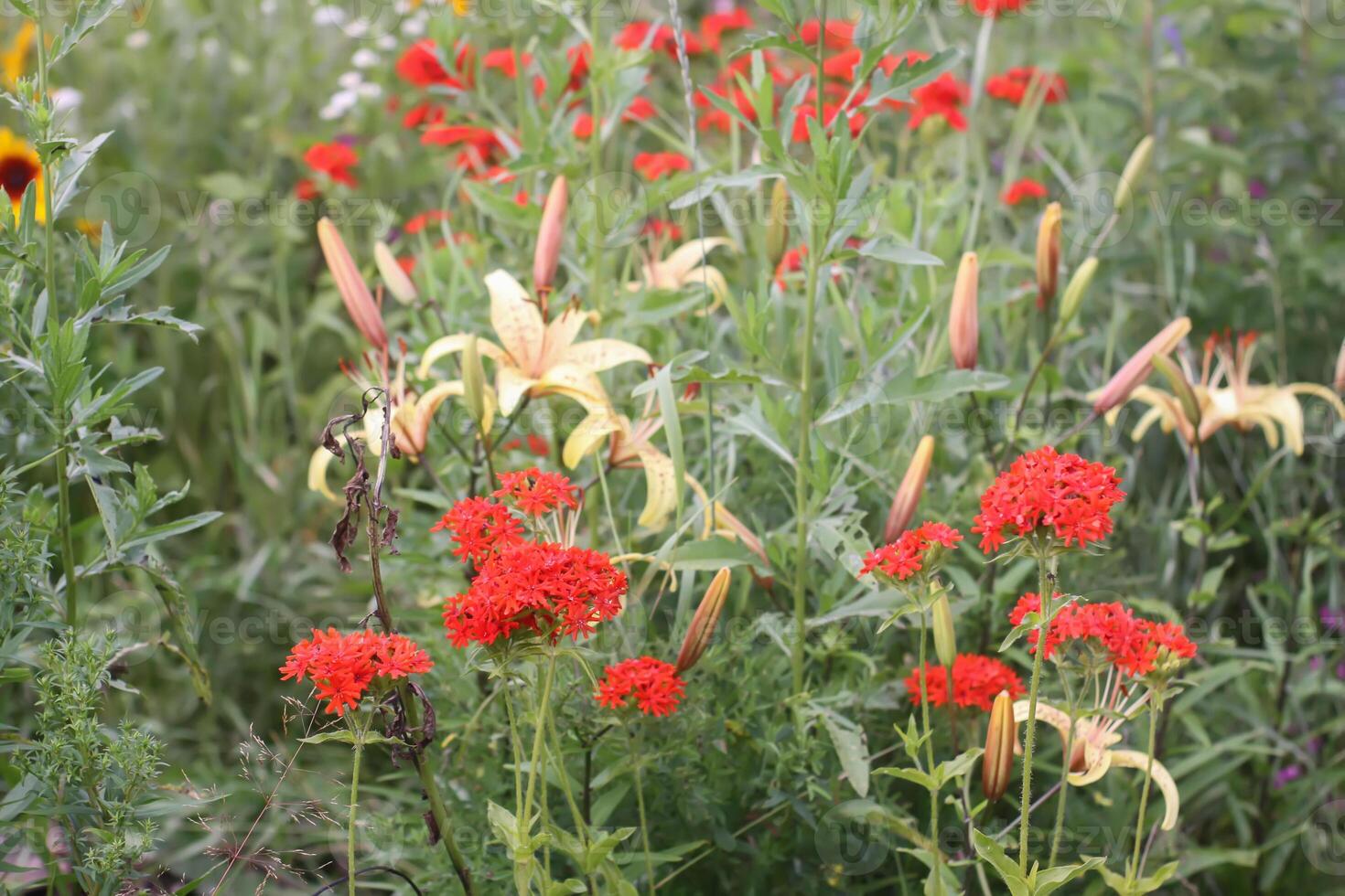 Red Lychnis chalcedonica plants in a flowering season in the garden. photo