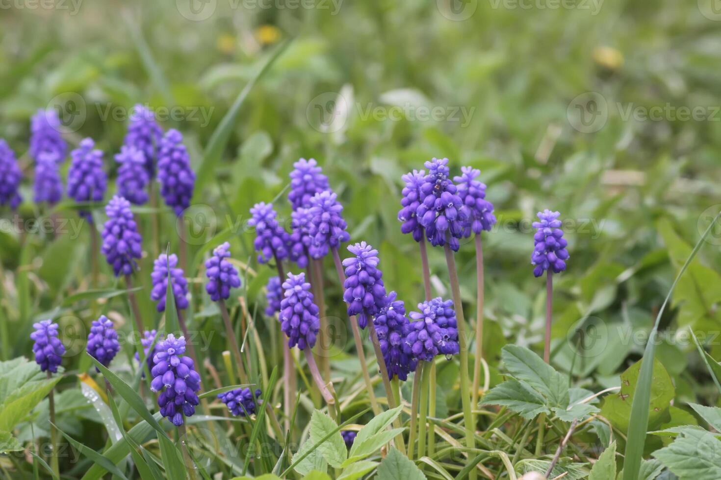 Bell-shaped blue flowers of Muscari armeniacum plant, or grape-hyacinth. photo