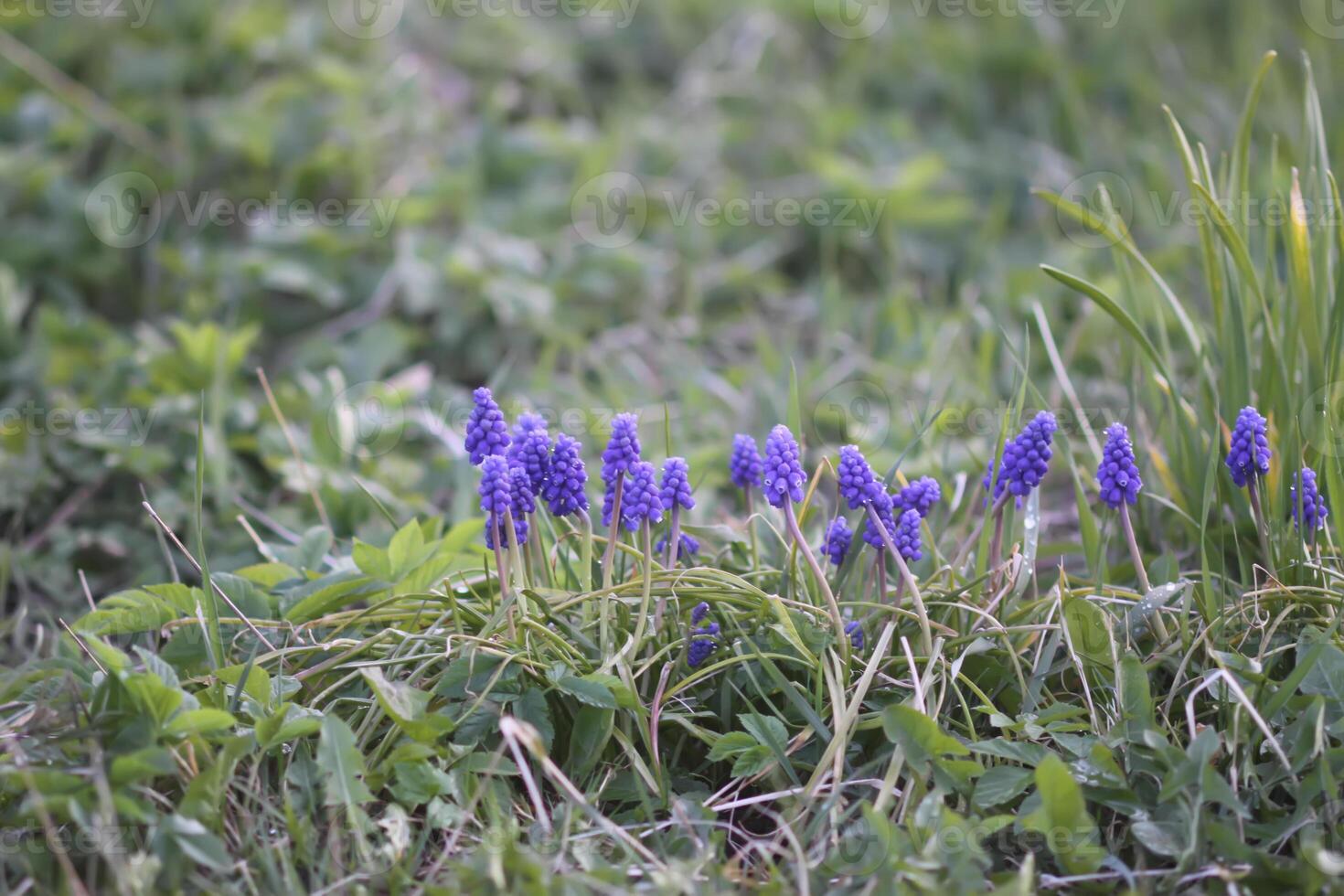 Bell-shaped blue flowers of Muscari armeniacum plant, or grape-hyacinth. photo