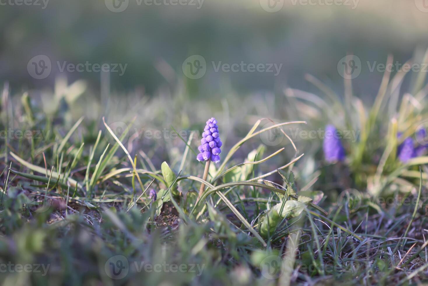 Bell-shaped blue flowers of Muscari armeniacum plant, or grape-hyacinth. photo