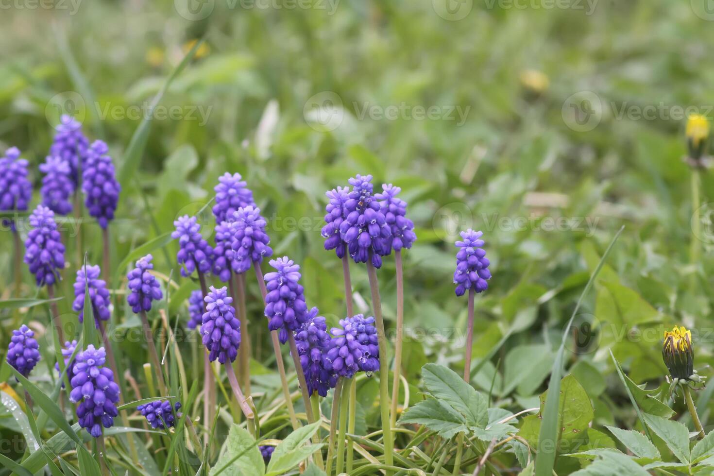 Bell-shaped blue flowers of Muscari armeniacum plant, or grape-hyacinth. photo