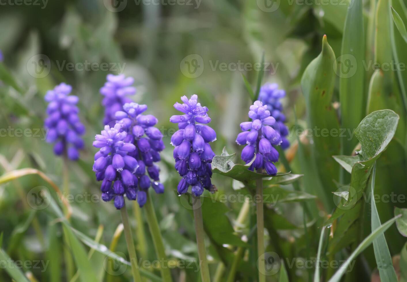 Bell-shaped blue flowers of Muscari armeniacum plant, or grape-hyacinth. photo