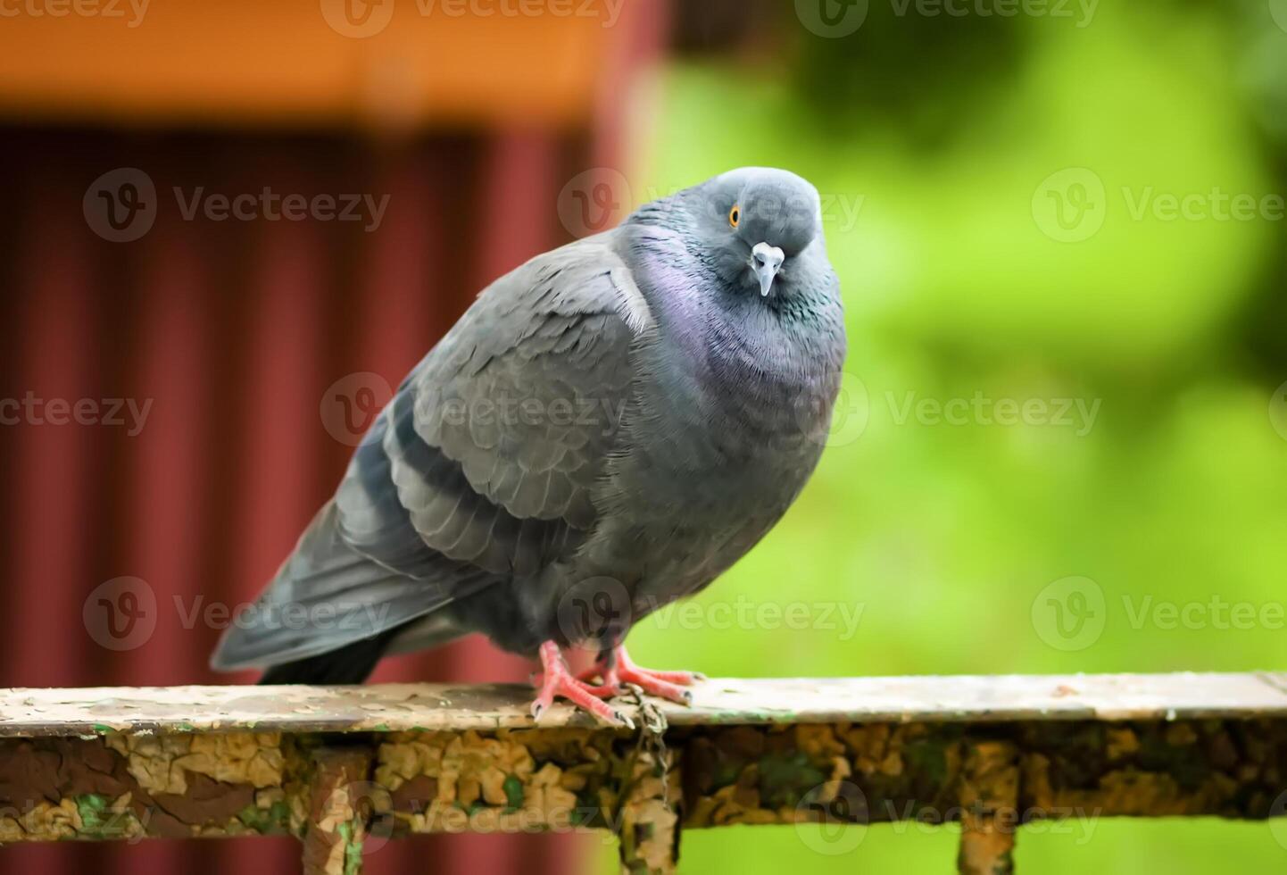 Pigeon bird on the old balcony railing. photo