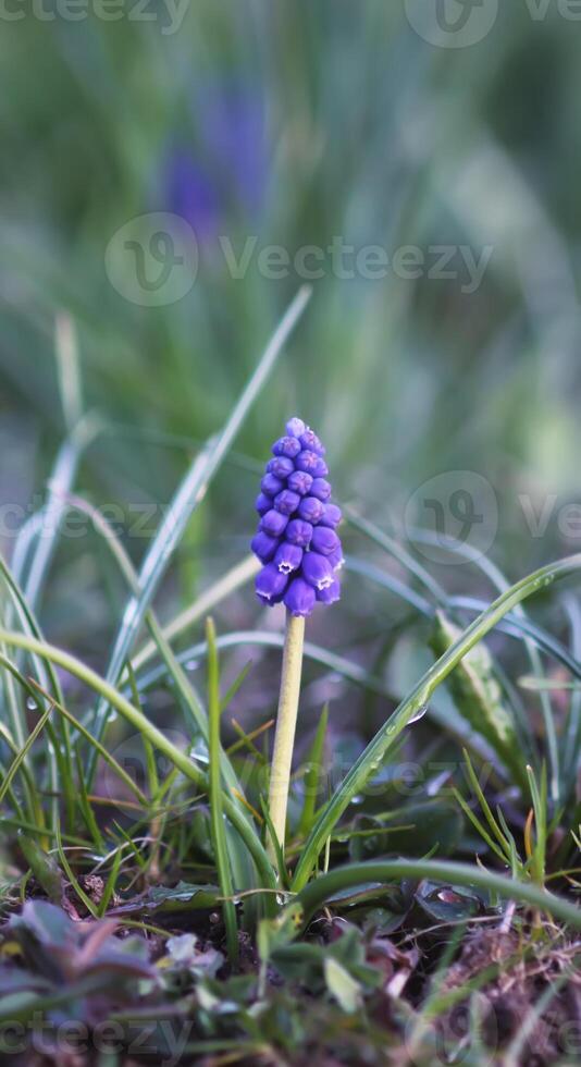 Bell-shaped blue flowers of Muscari armeniacum plant, or grape-hyacinth. photo