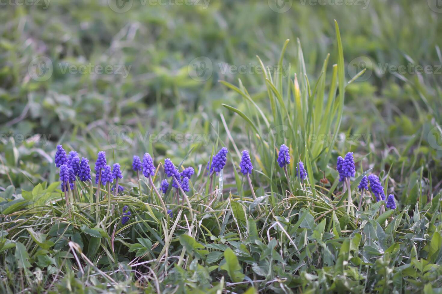 Bell-shaped blue flowers of Muscari armeniacum plant, or grape-hyacinth. photo