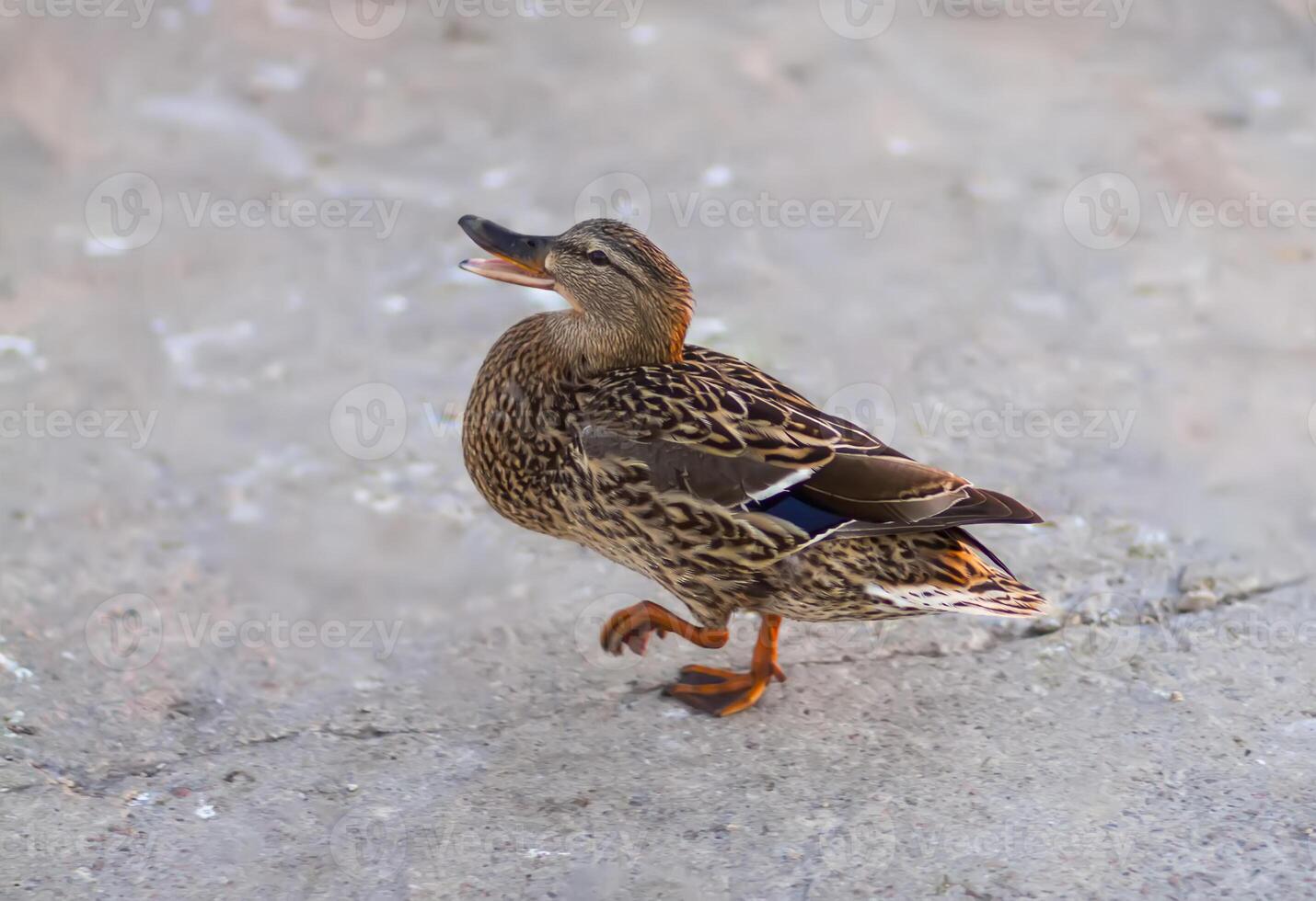 Wild duck bird on the asphalt road. photo